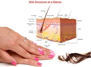 The Integumentary System And Ways To Make It Healthier..