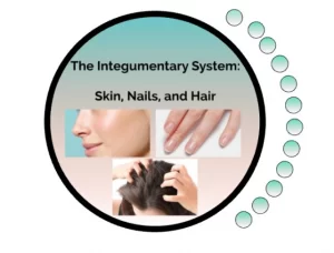 The Integumentary System And Ways To Make It Healthier..