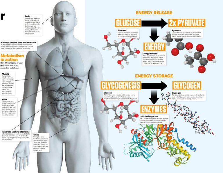 Understanding Metabolism: Your Body’s Energy Engine