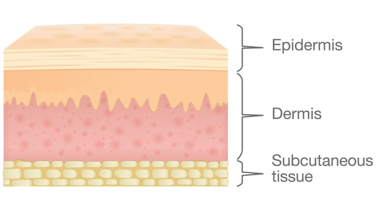 Skin Barrier: Your Body’s Natural Armor for Healthy Skin